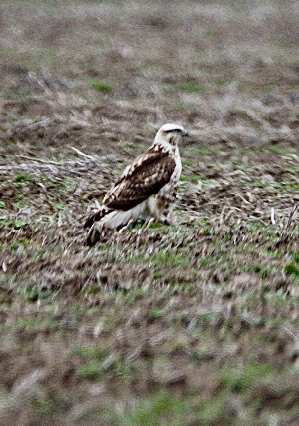 Red-tailed Hawk - ML614675191