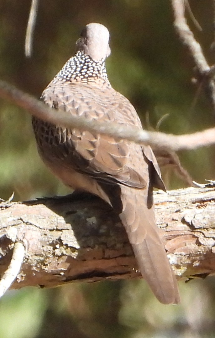 Spotted Dove - ML614675202