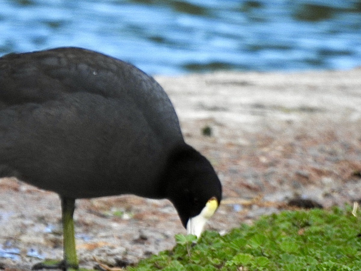 American Coot (White-shielded) - ML614675321