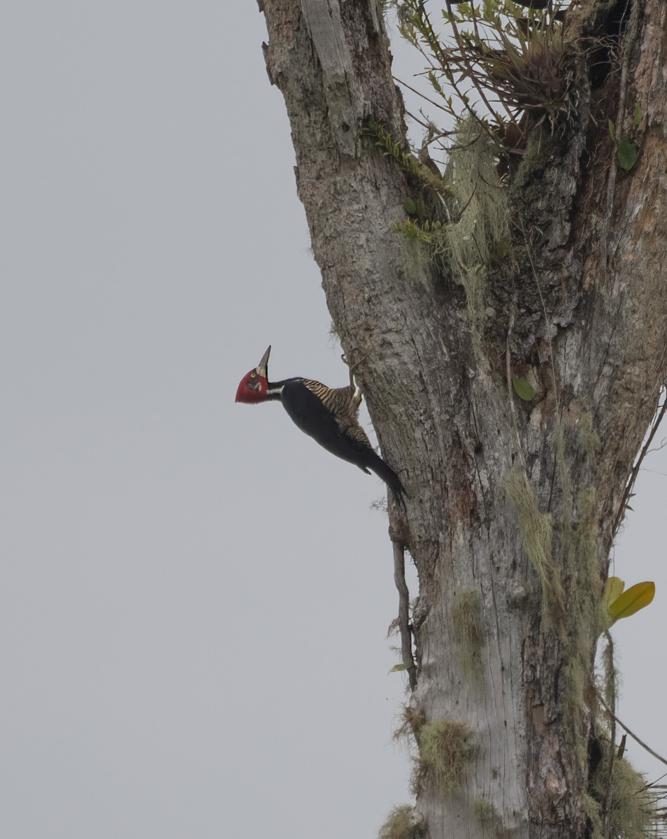 Crimson-crested Woodpecker - ML614675428