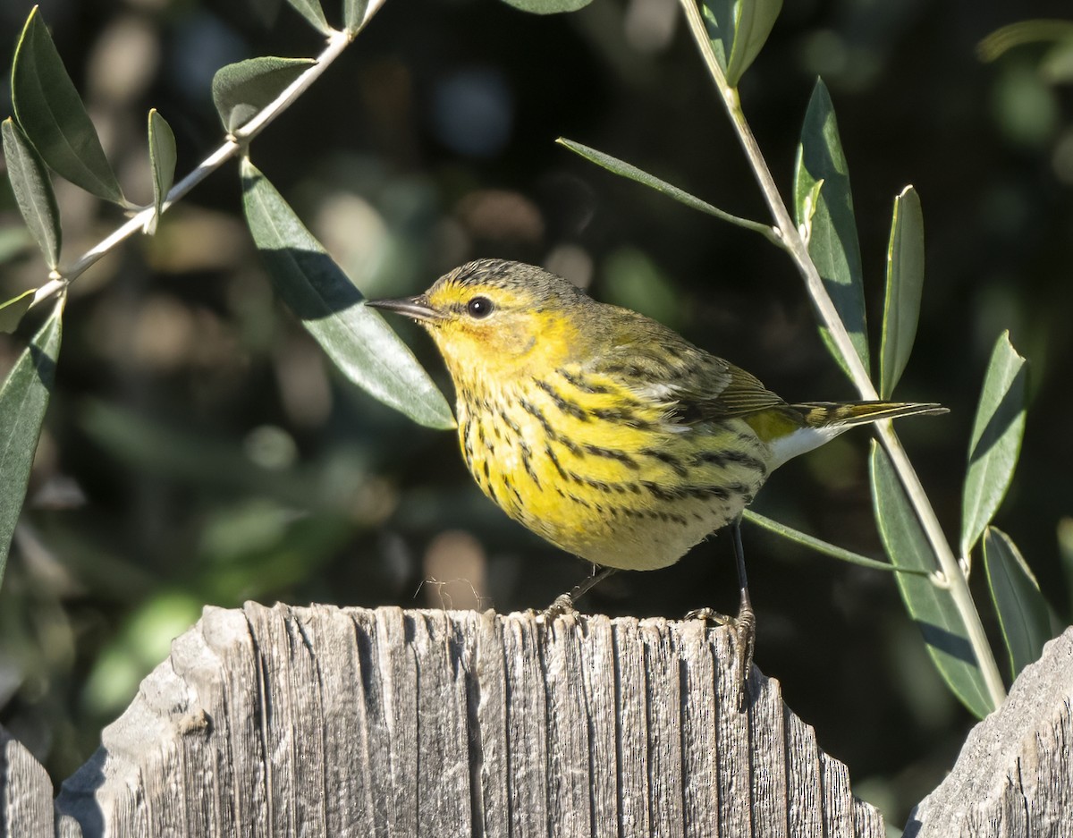 Cape May Warbler - ML614675473