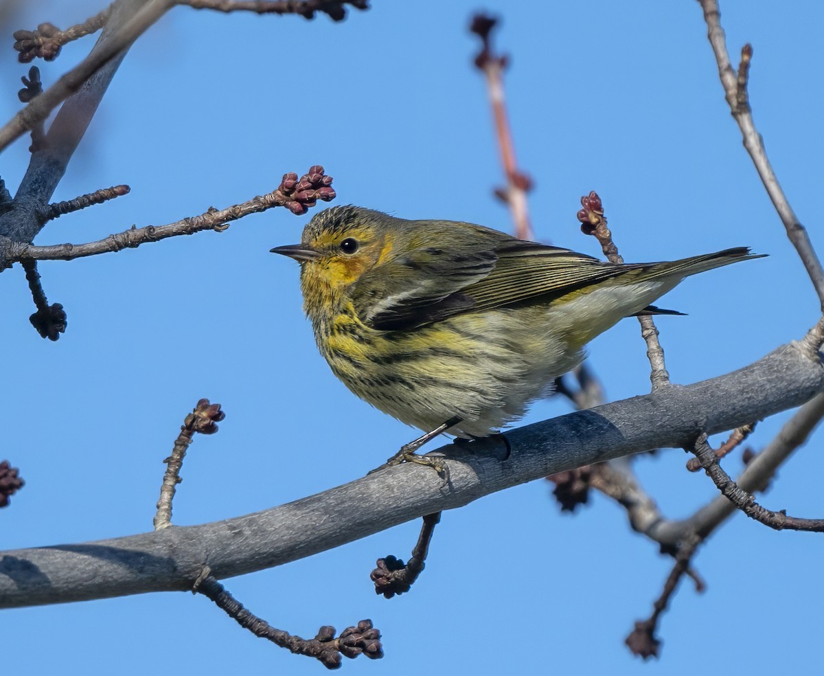 Cape May Warbler - ML614675474