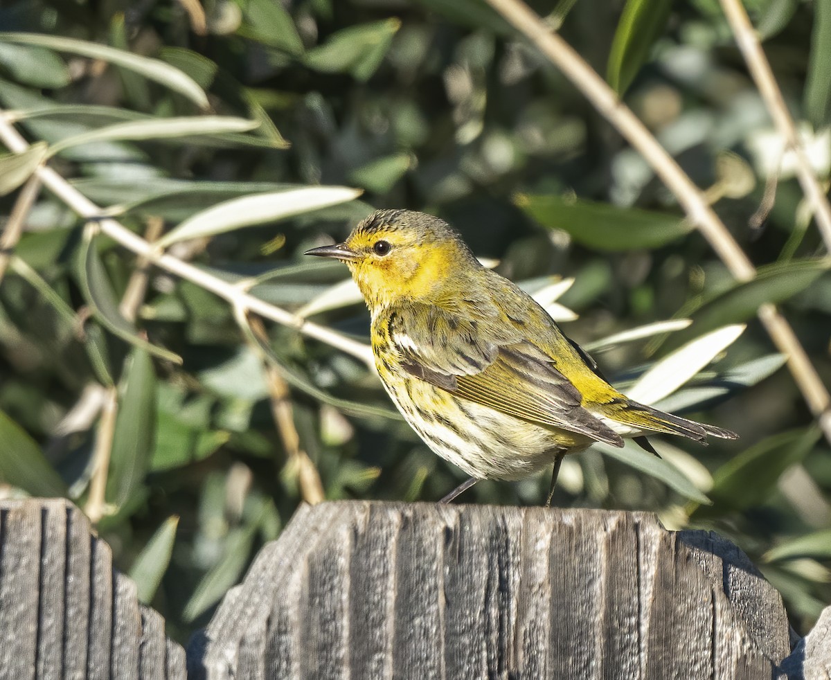 Cape May Warbler - ML614675475