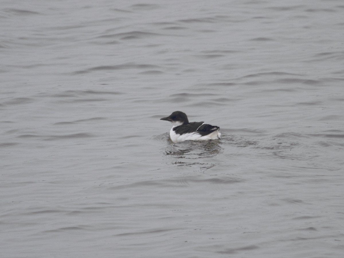 Thick-billed Murre - ML614675476