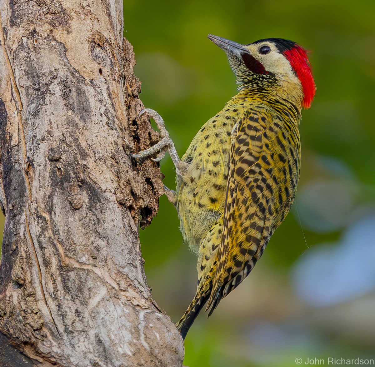 Green-barred Woodpecker - ML614675521
