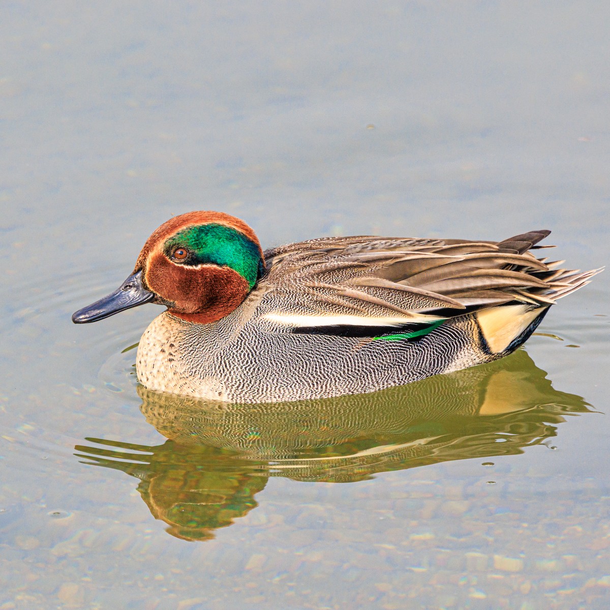 Green-winged Teal - ML614675548
