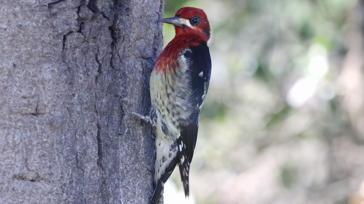 Red-breasted Sapsucker - ML614675598