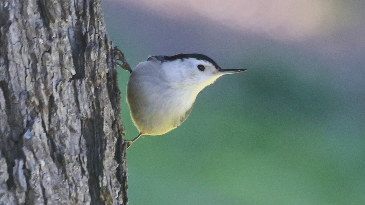 White-breasted Nuthatch - Alistair Skinner