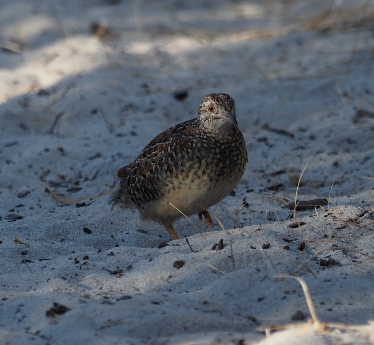 Painted Buttonquail - ML614675864
