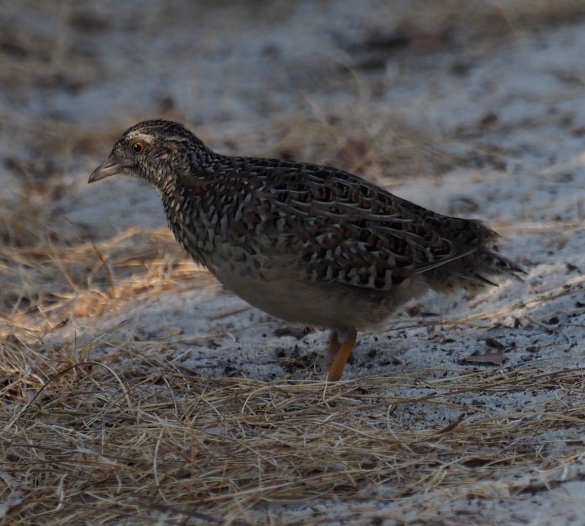 Painted Buttonquail - ML614675866