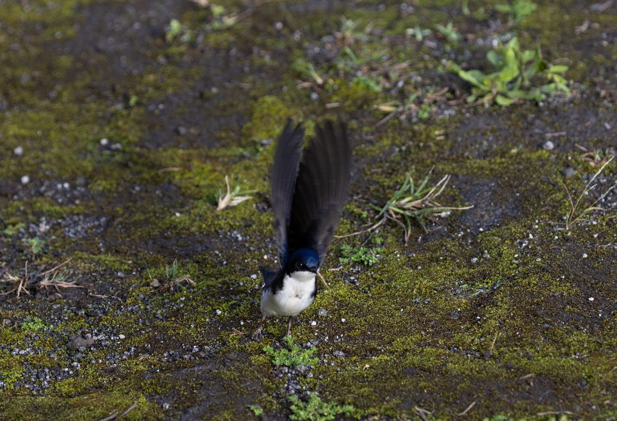Blue-and-white Swallow - Robert McMorran