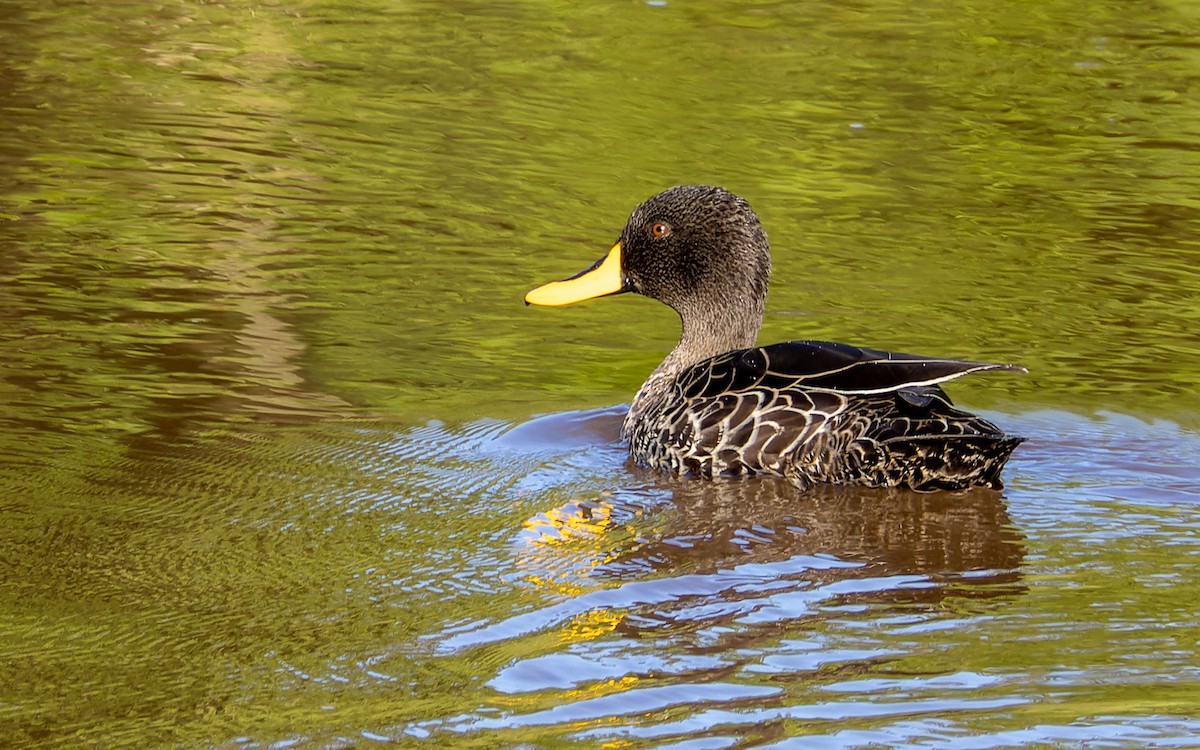 Yellow-billed Duck - ML614676061