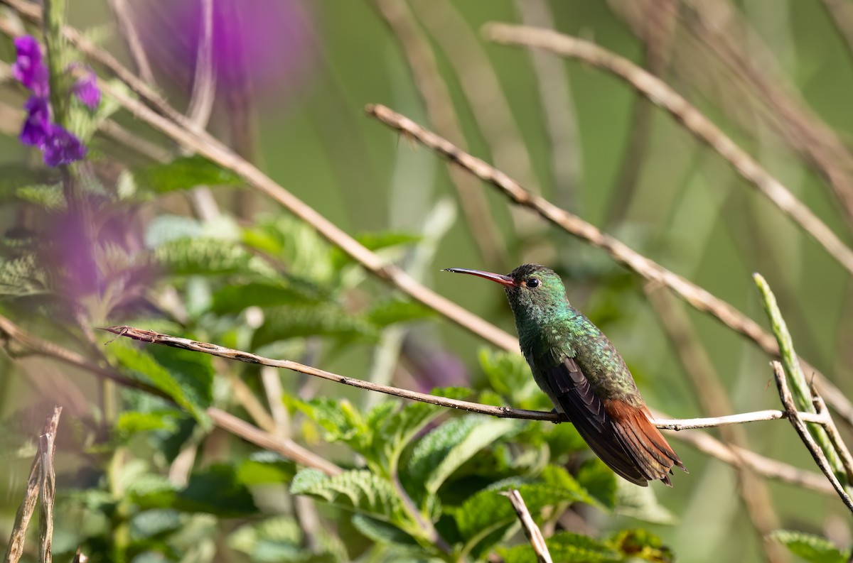 Rufous-tailed Hummingbird - Robert McMorran