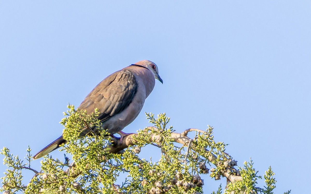Red-eyed Dove - ML614676083
