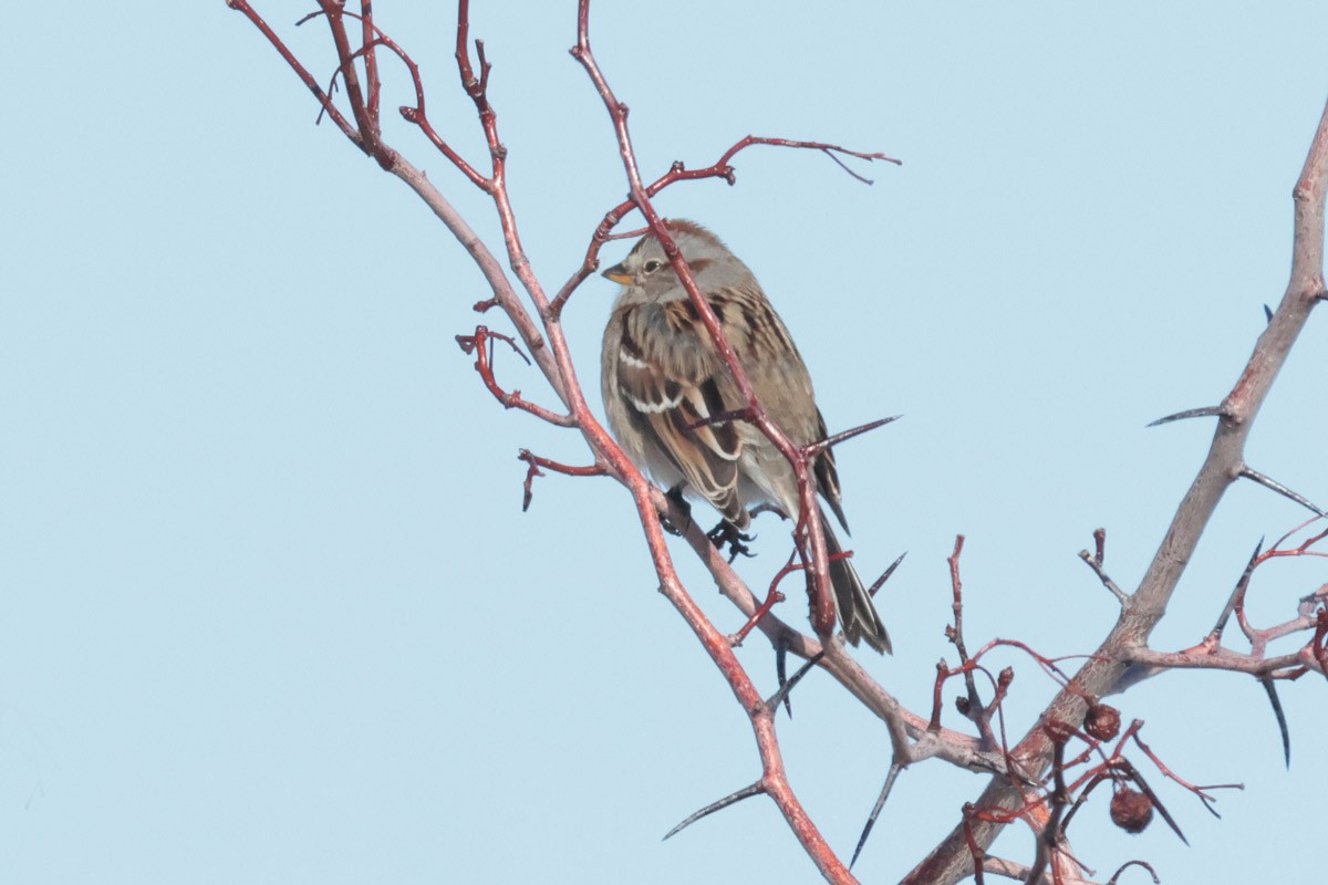 American Tree Sparrow - ML614676108