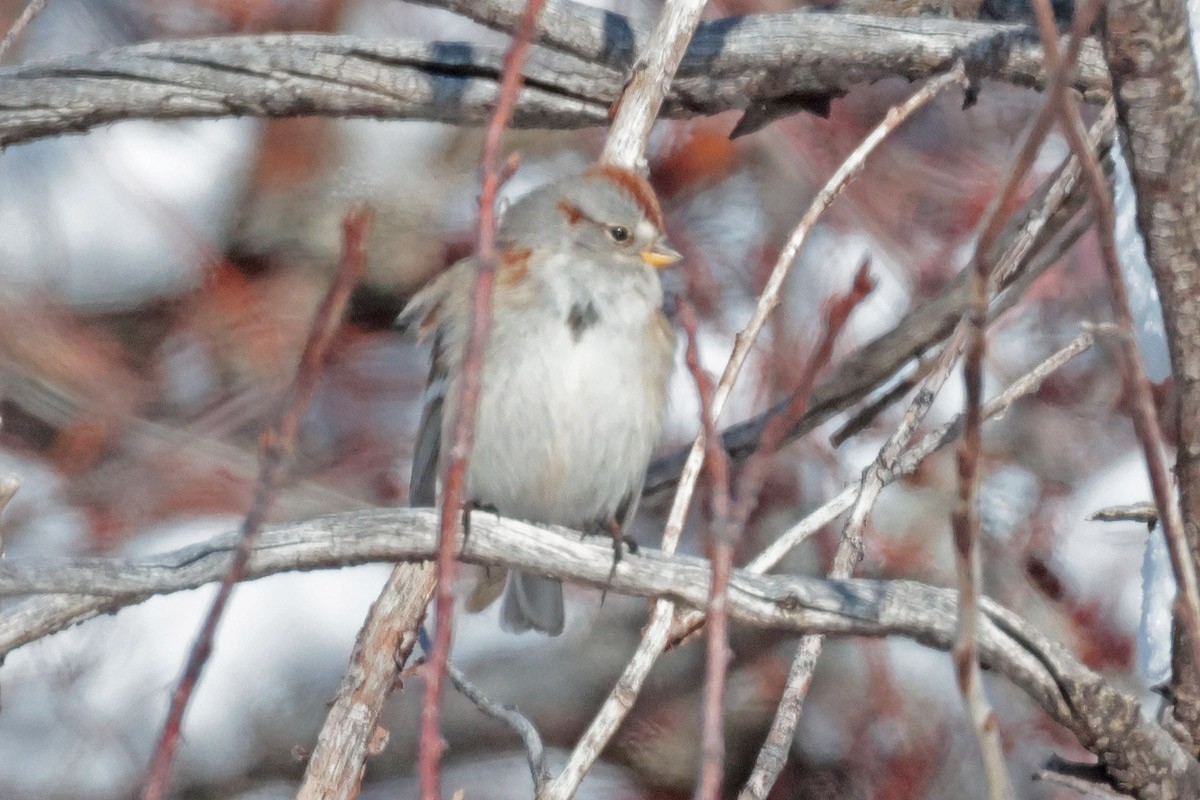 American Tree Sparrow - ML614676109