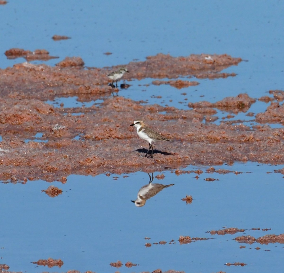 Red-capped Plover - ML614676145
