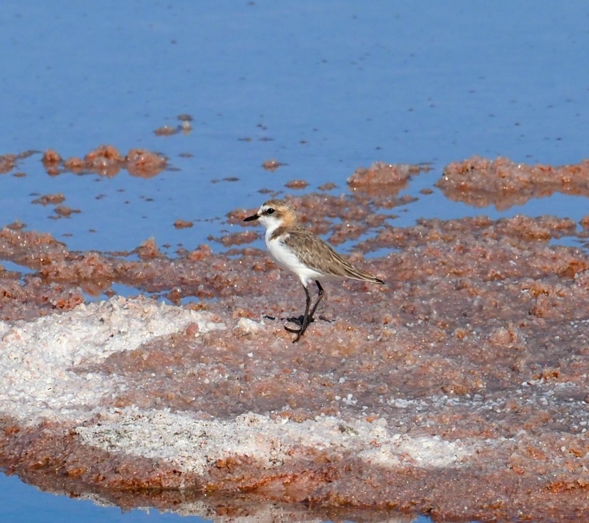 Red-capped Plover - ML614676146
