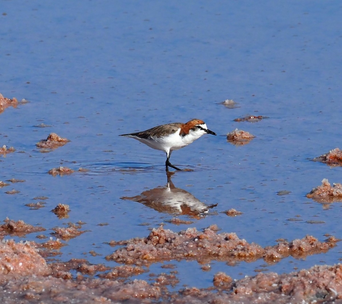 Red-capped Plover - ML614676149