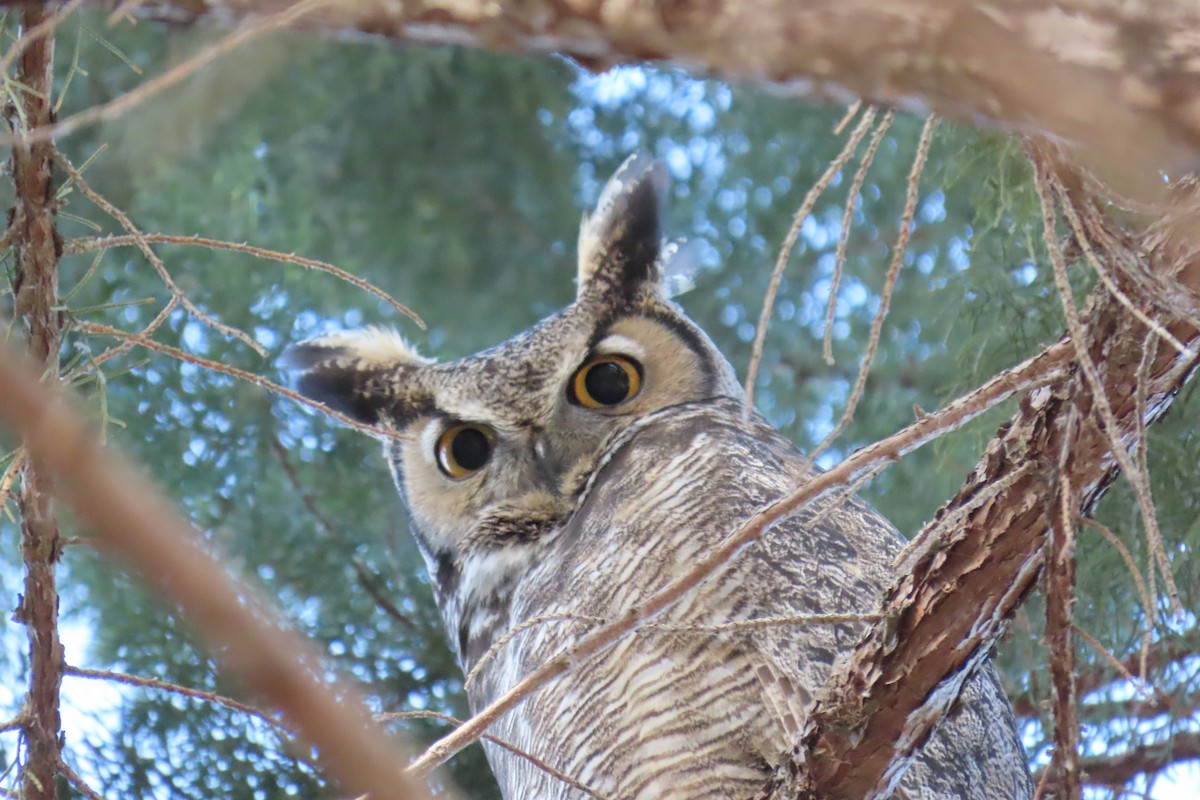 Great Horned Owl - ML614676162