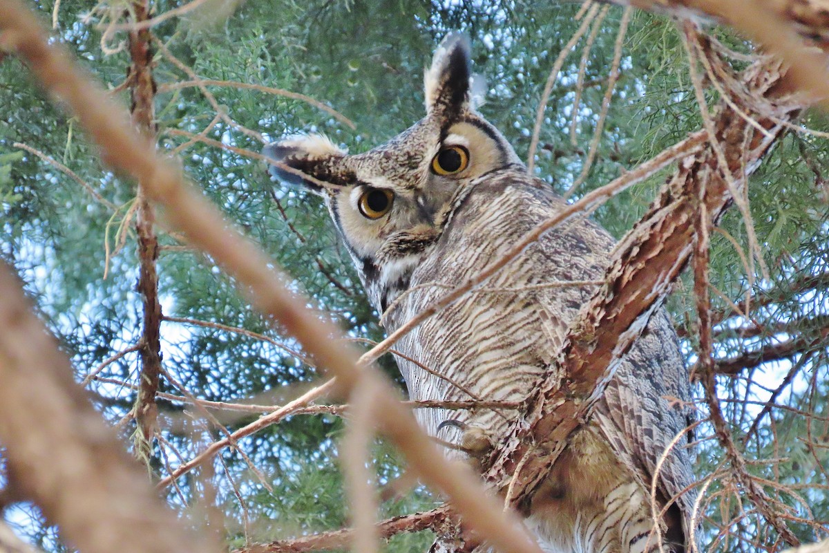 Great Horned Owl - ML614676165