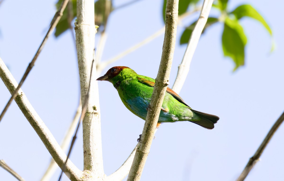 Rufous-winged Tanager - ML614676259