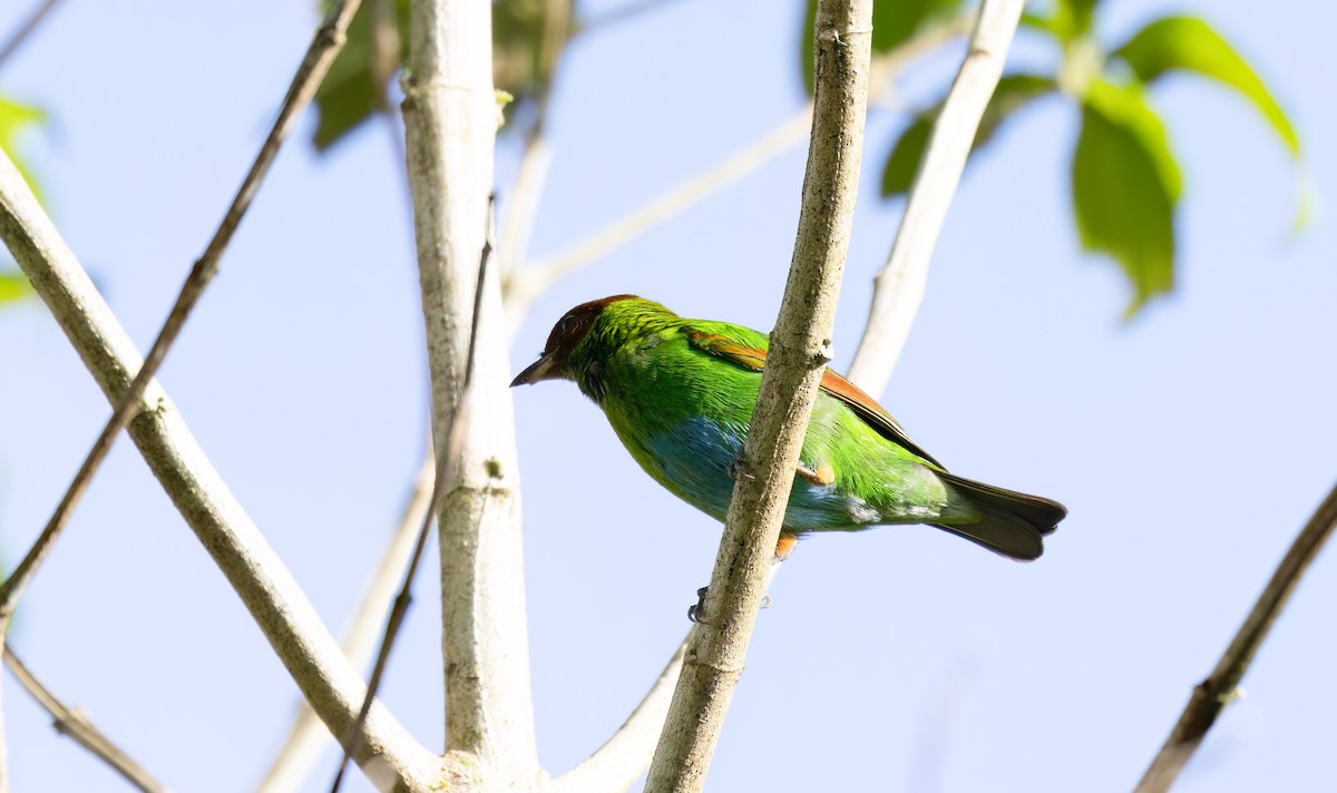 Rufous-winged Tanager - ML614676260