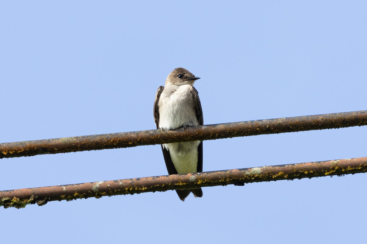 Northern Rough-winged Swallow - ML614676357