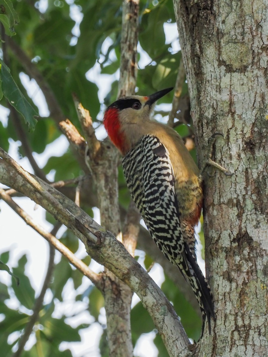 West Indian Woodpecker - ML614676552