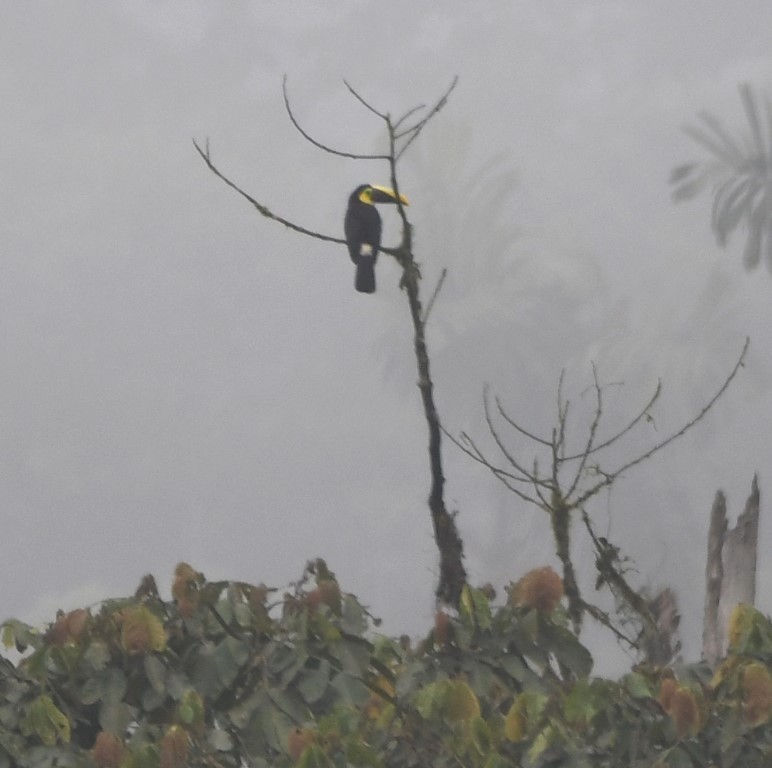 Yellow-throated Toucan (Chestnut-mandibled) - Steve Davis
