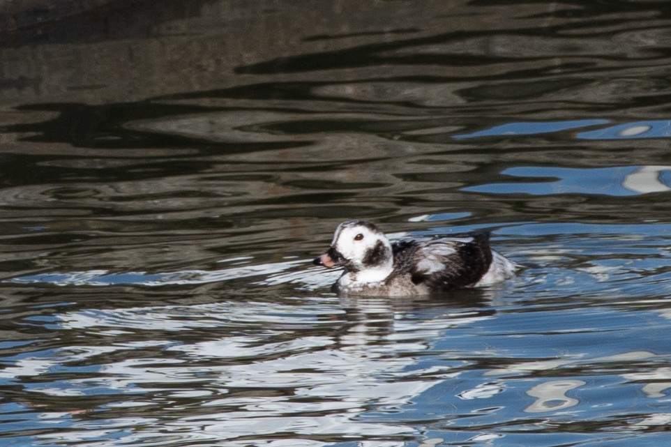 Long-tailed Duck - ML614676637