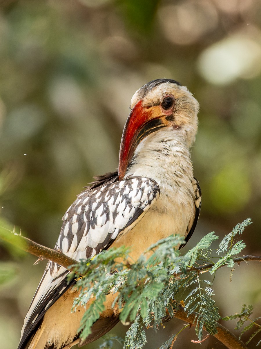 Northern Red-billed Hornbill - Eero Rasi