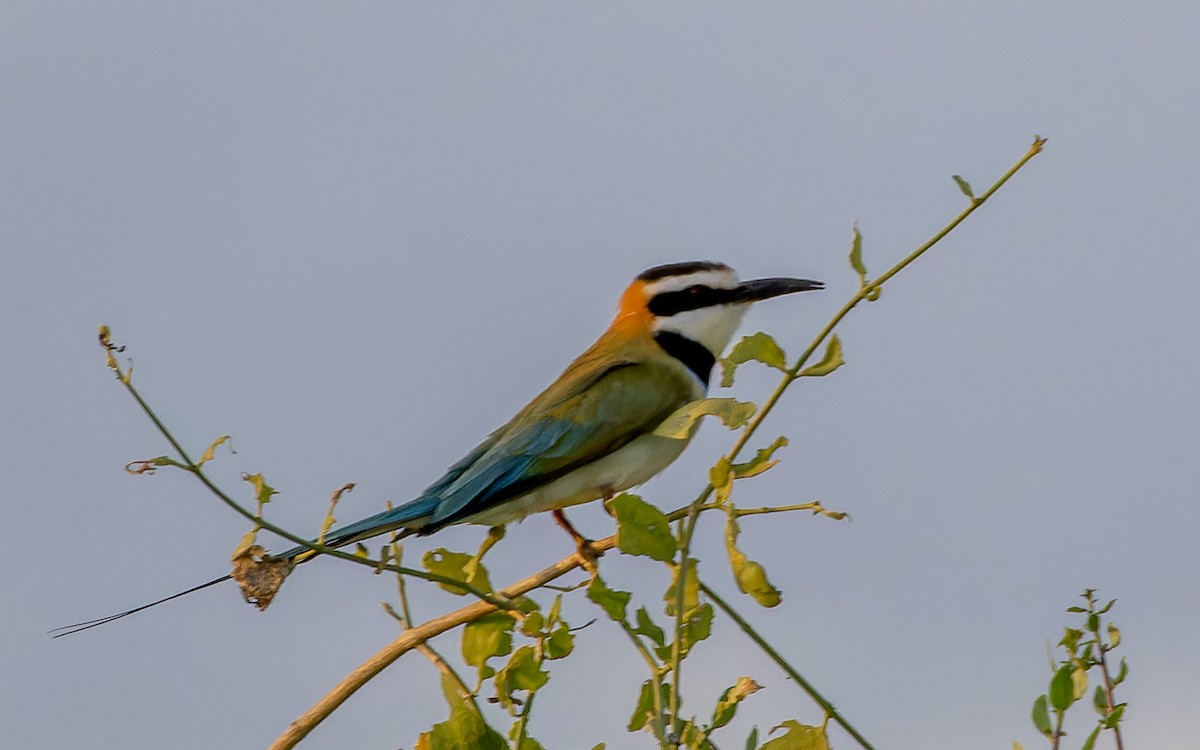 White-throated Bee-eater - ML614676667