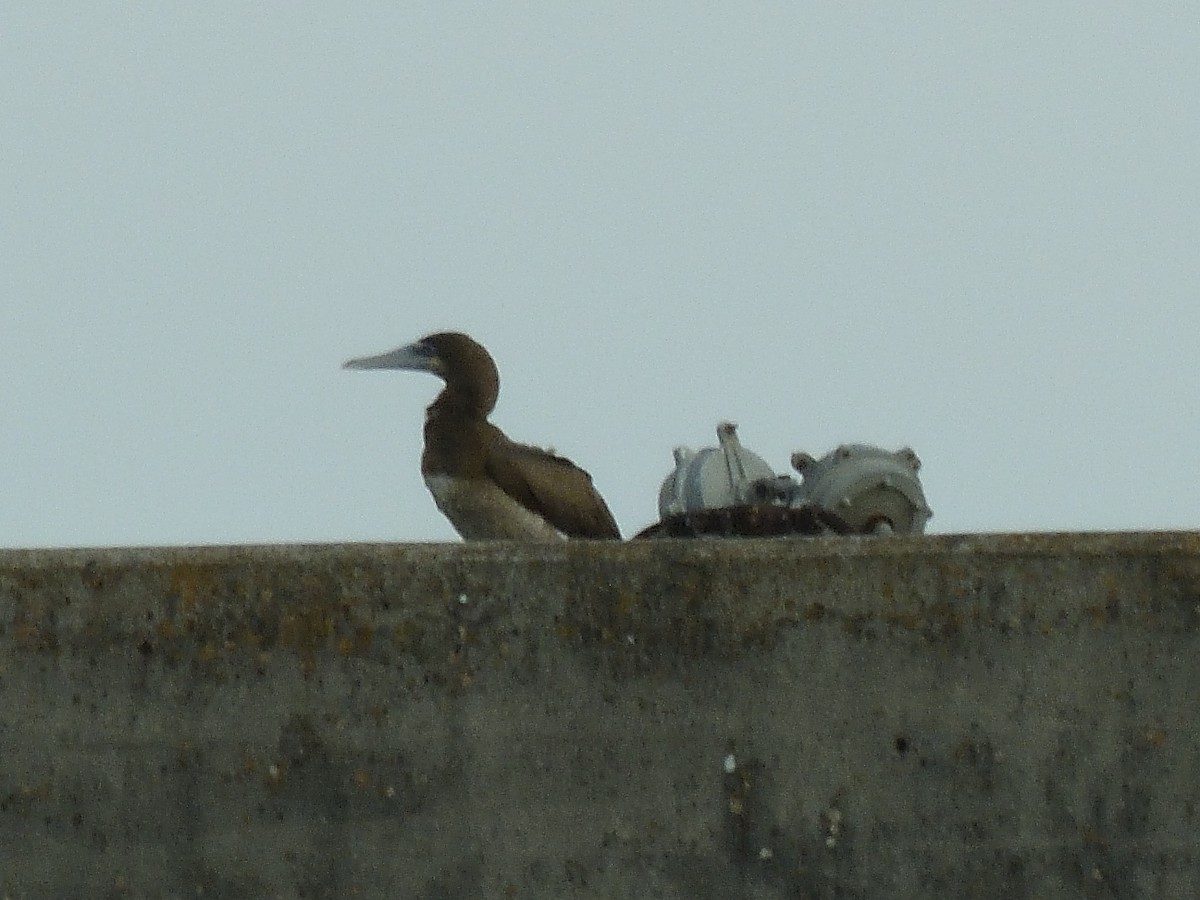 Brown Booby - Dina Perry