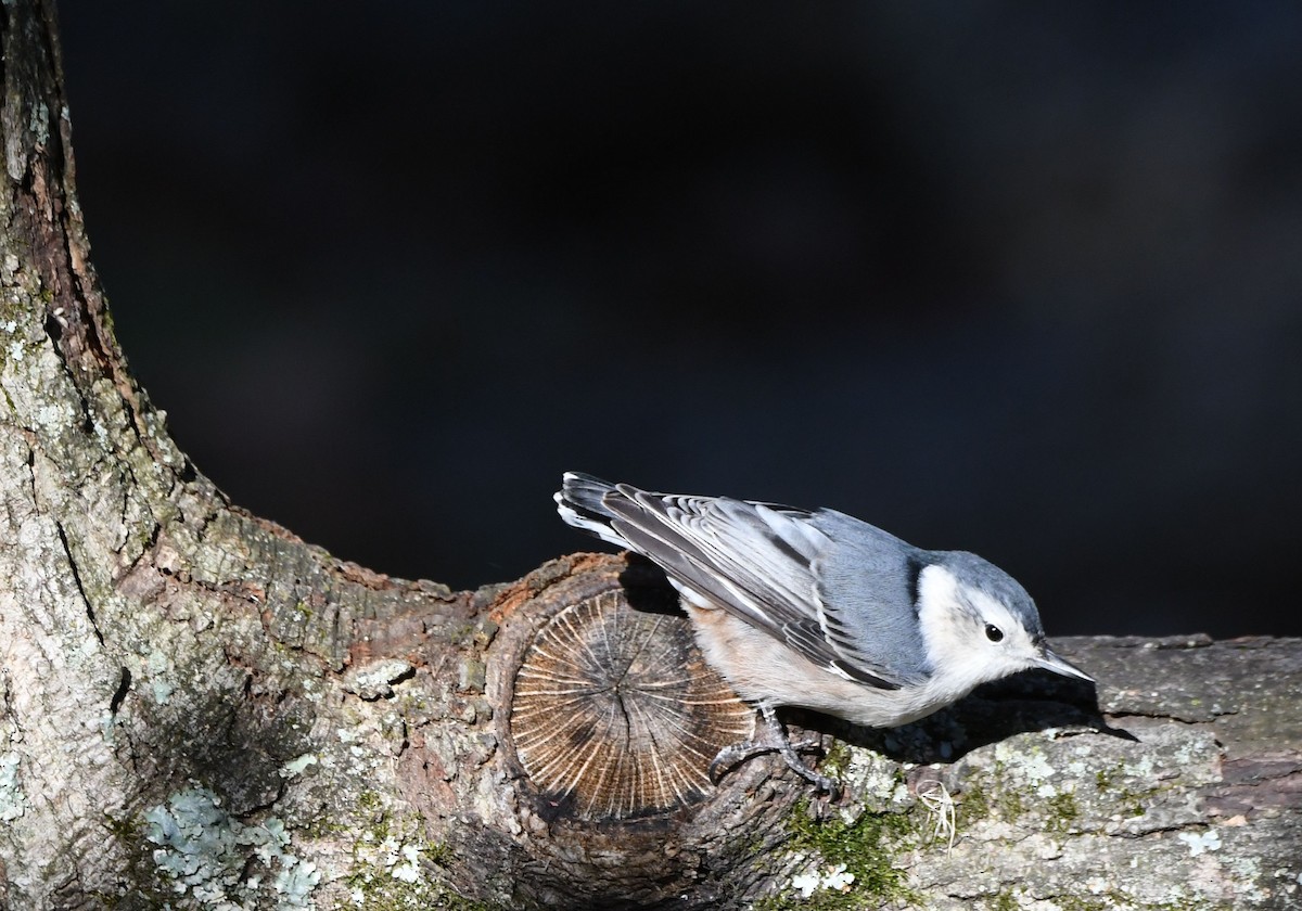 White-breasted Nuthatch - ML614676975