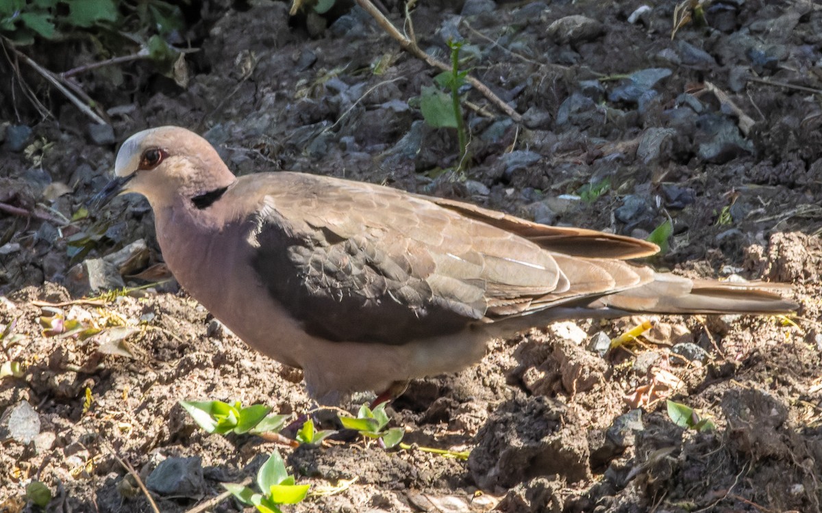 Red-eyed Dove - ML614677038