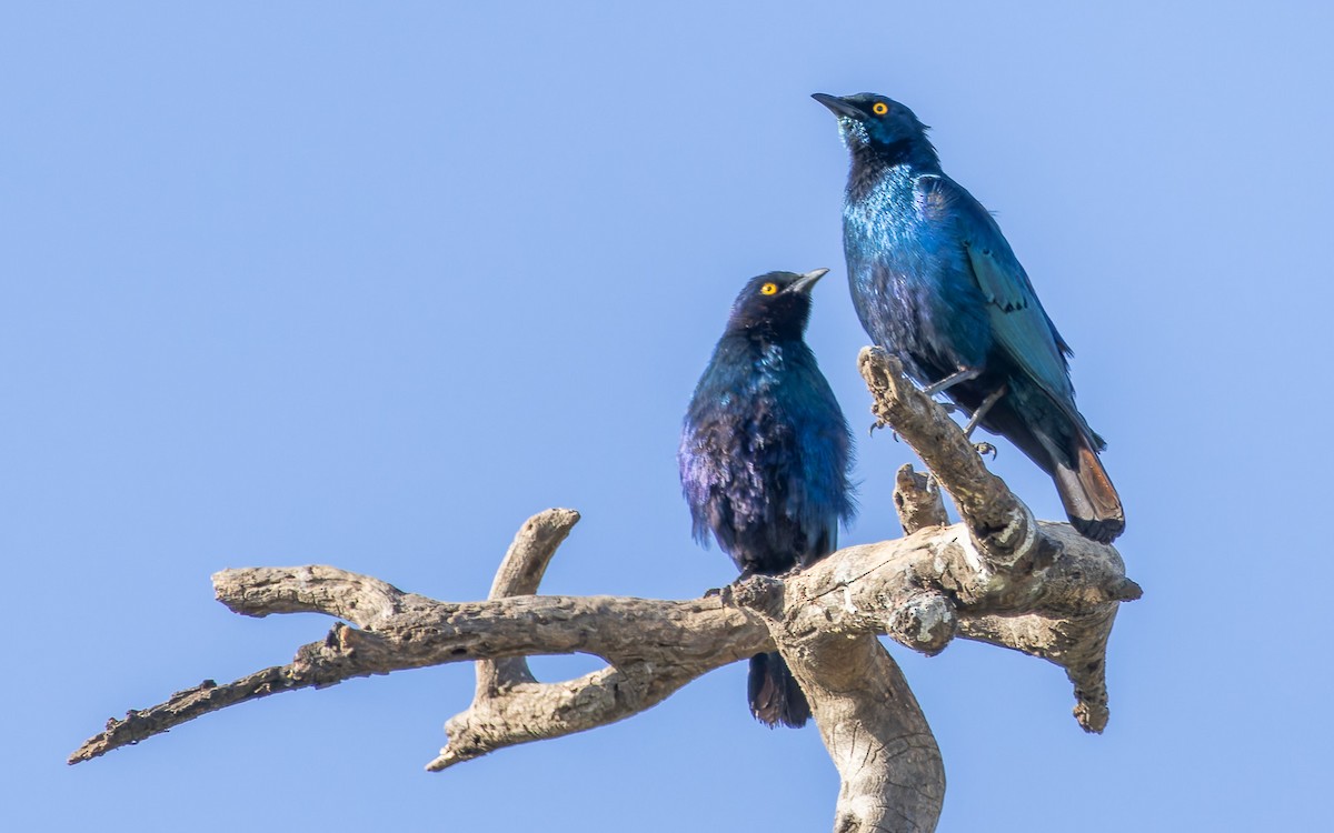 Greater Blue-eared Starling - ML614677132