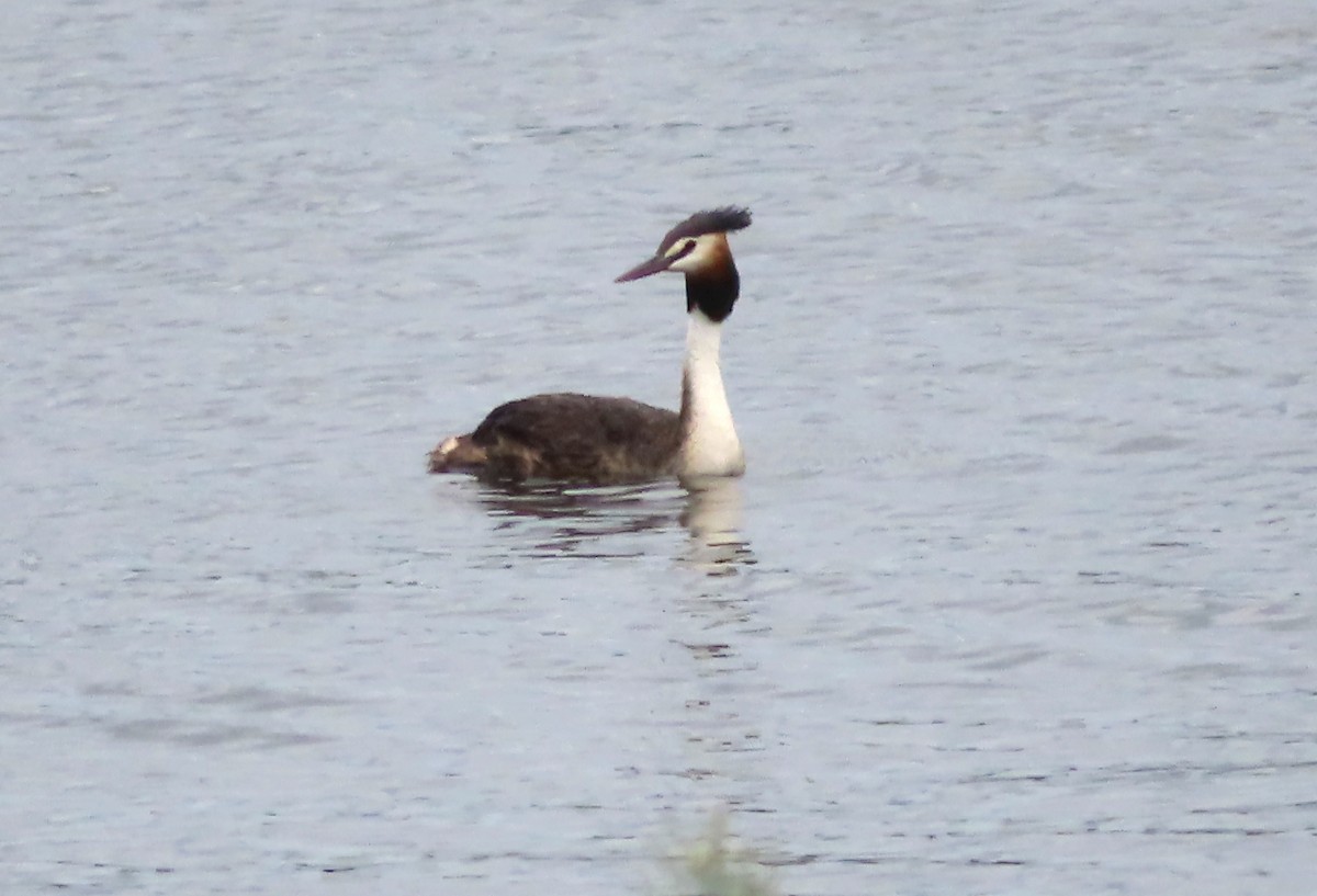 Great Crested Grebe - ML614677137