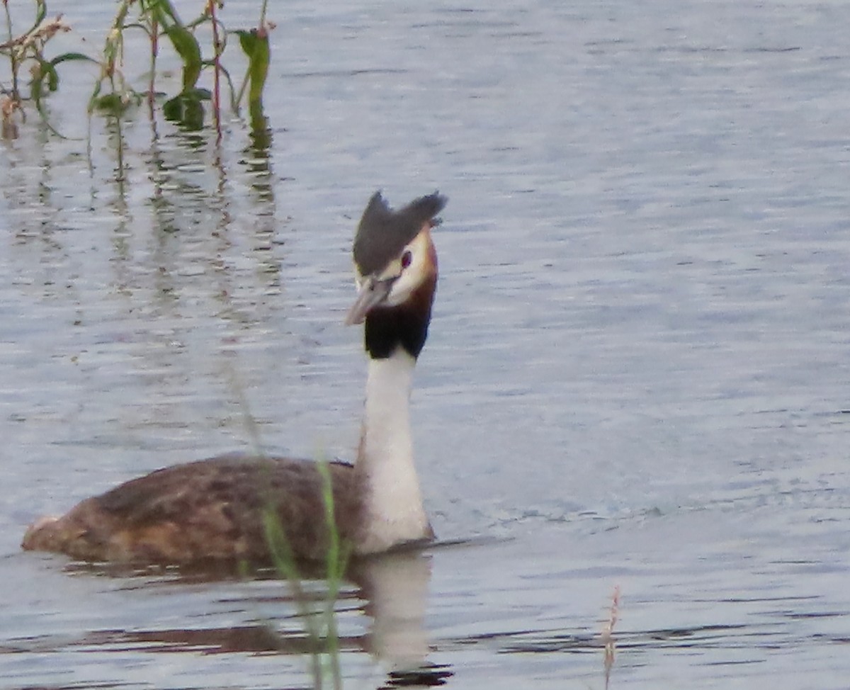 Great Crested Grebe - ML614677160