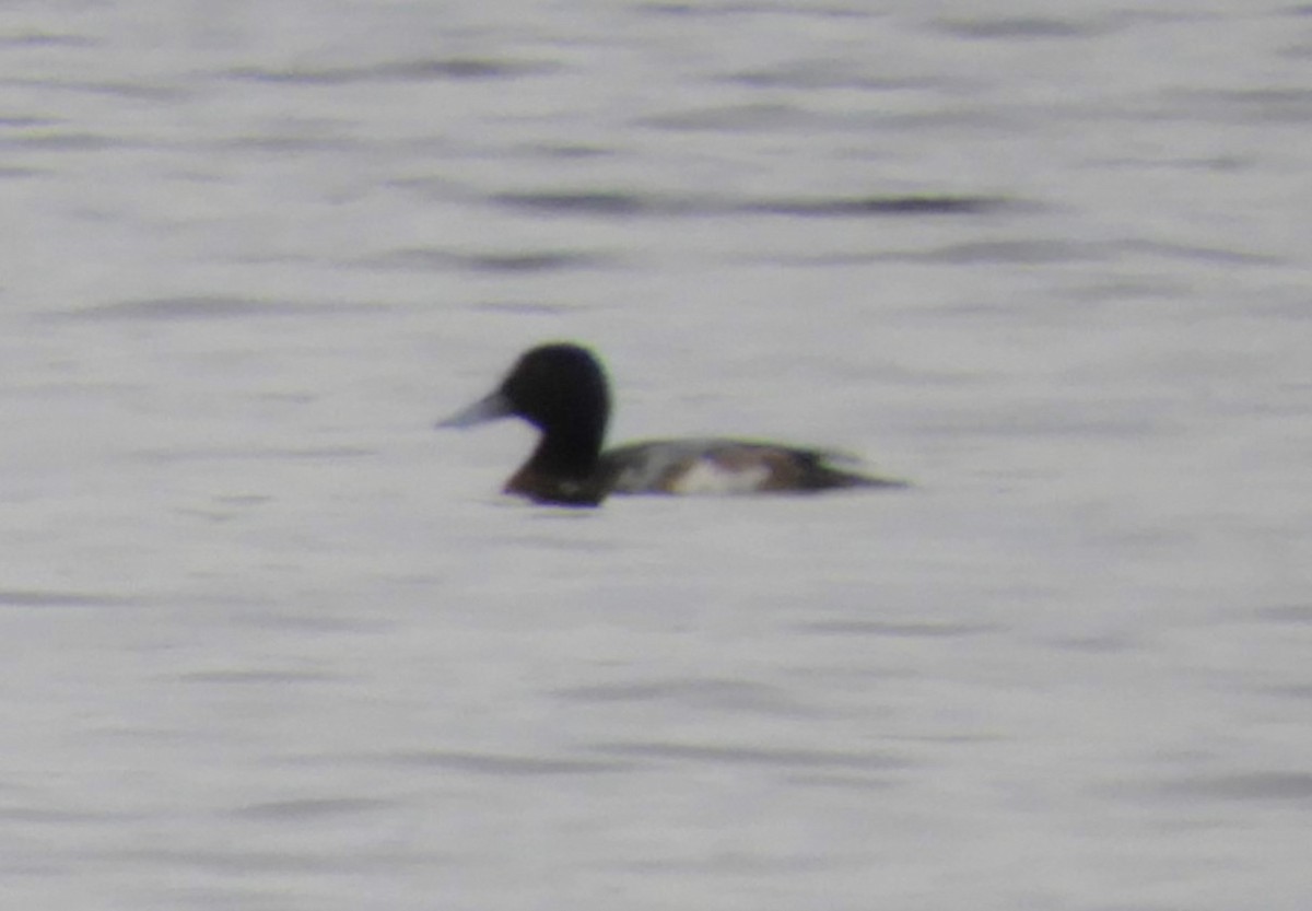 Greater Scaup - Laura Markley
