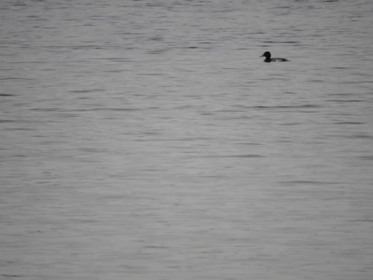Greater Scaup - ML614677338