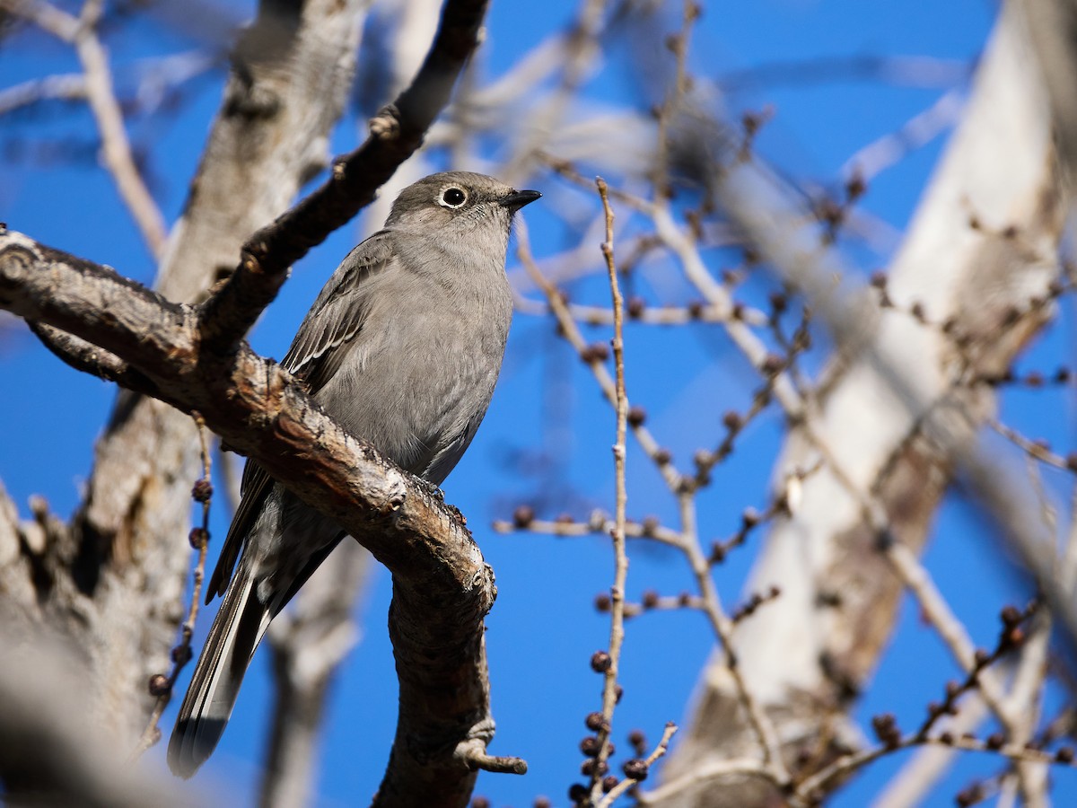 Townsend's Solitaire - ML614677399