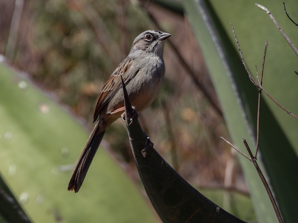 Oaxaca Sparrow - ML614677594