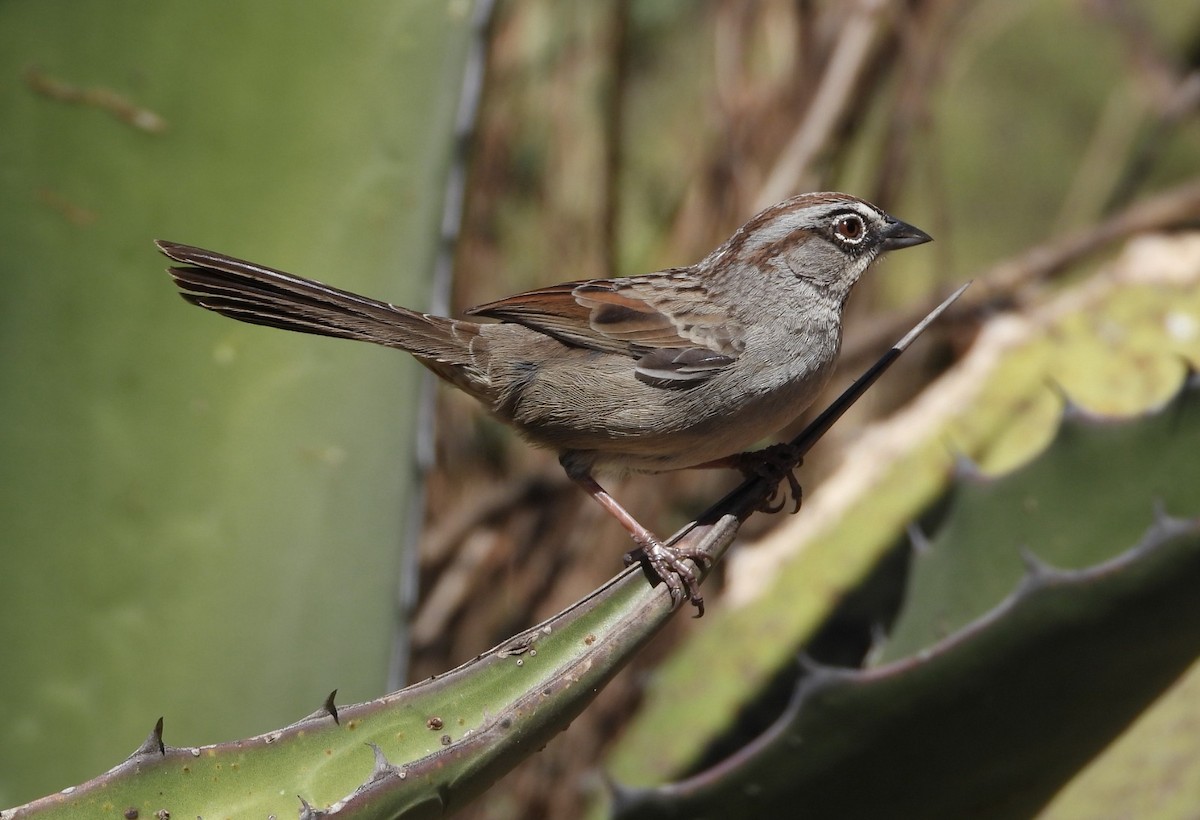 Oaxaca Sparrow - ML614677595