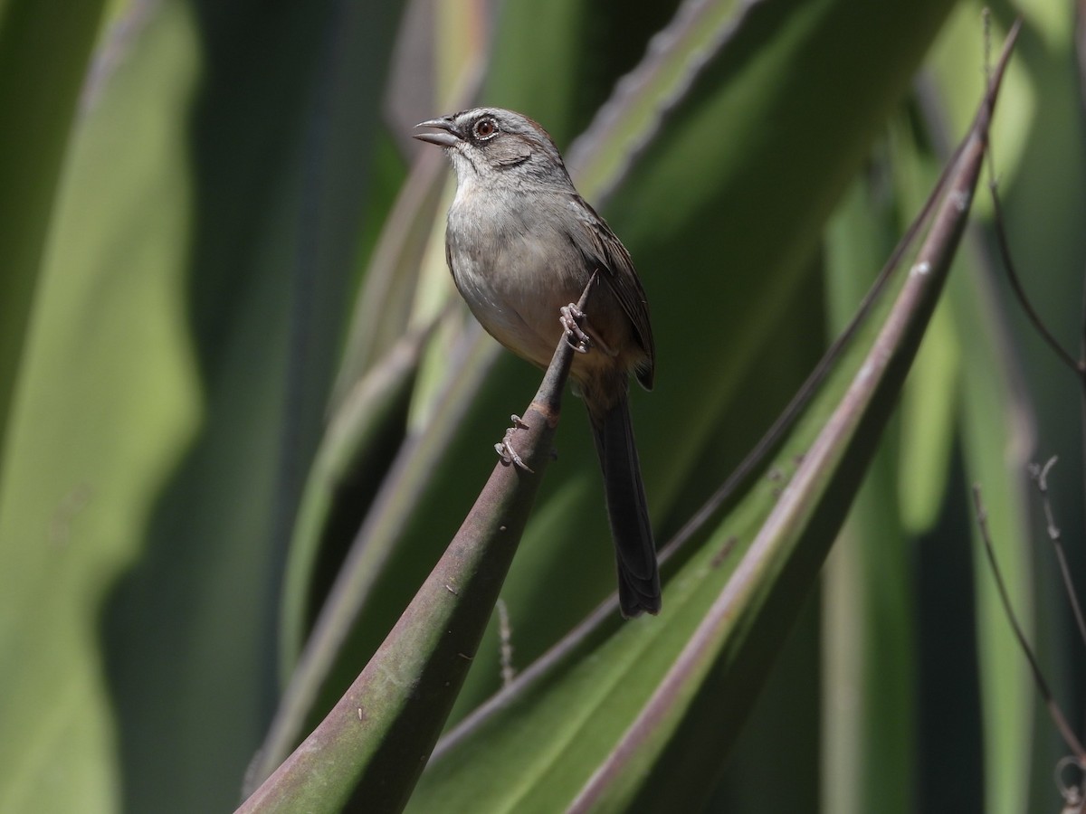 Oaxaca Sparrow - ML614677596