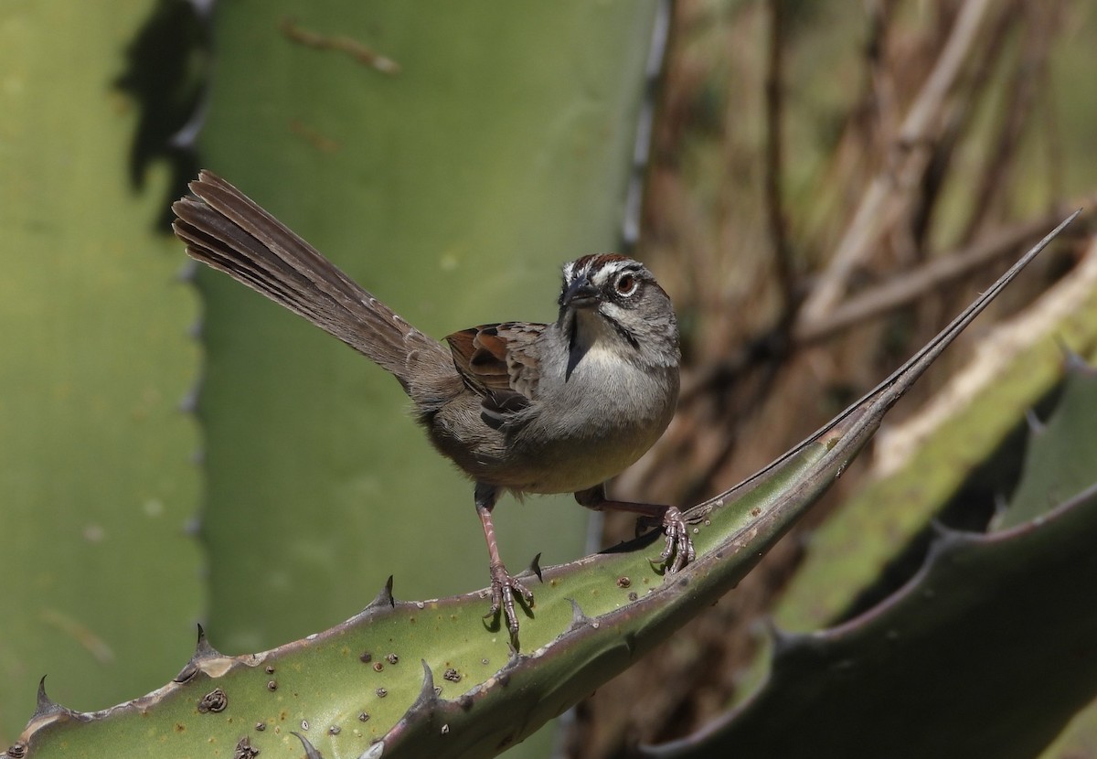 Oaxaca Sparrow - ML614677597