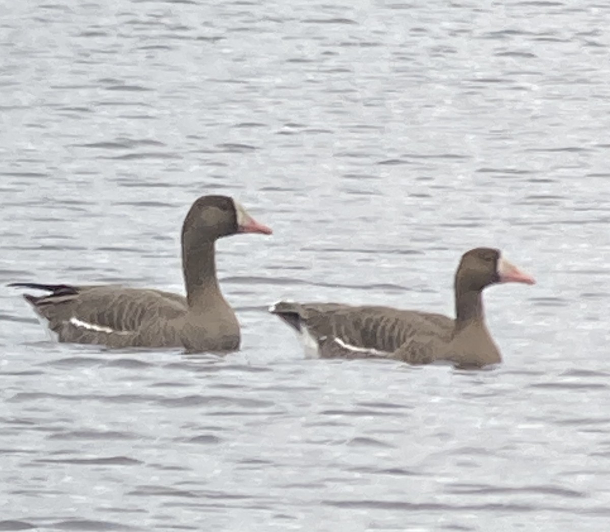 Greater White-fronted Goose - ML614677805