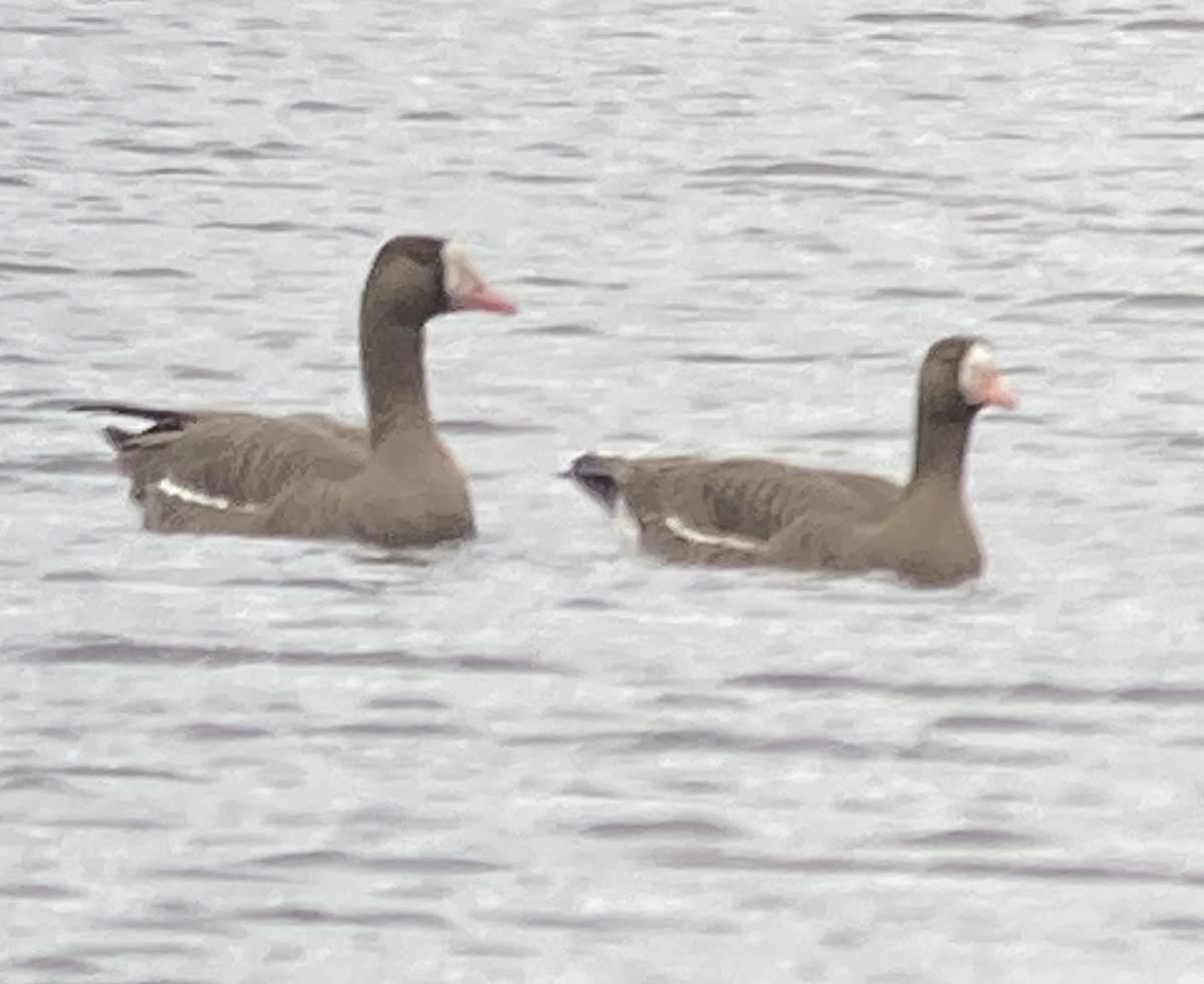 Greater White-fronted Goose - ML614677819