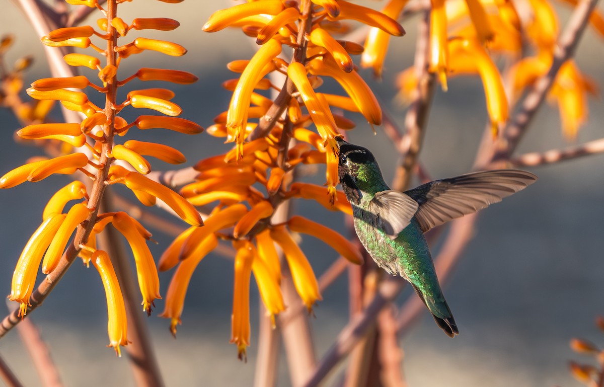 Costa's Hummingbird - Kevin YE