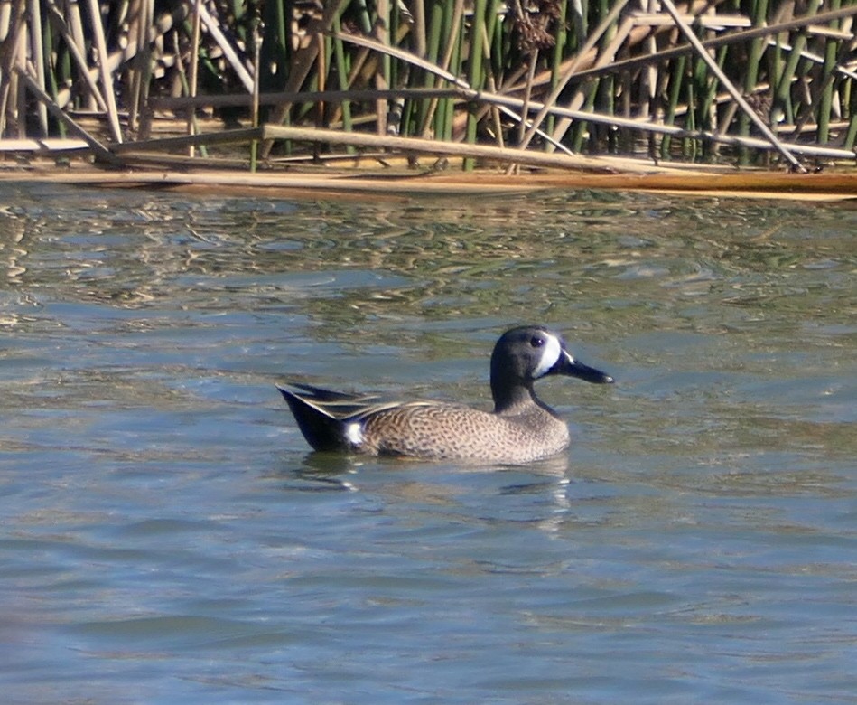 Blue-winged Teal - ML614677998